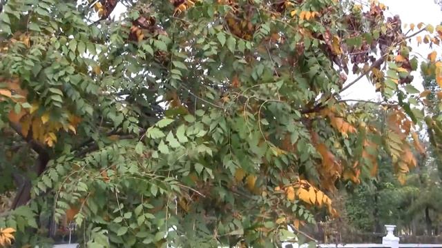 Canon Legria HF M307 смотреть онлайн