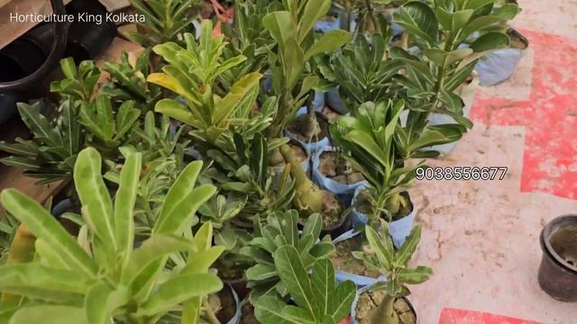 Adenium plant | Desert rose | Adenium combo | Adenium online sale in low prices | Wholesale adenium смотреть онлайн