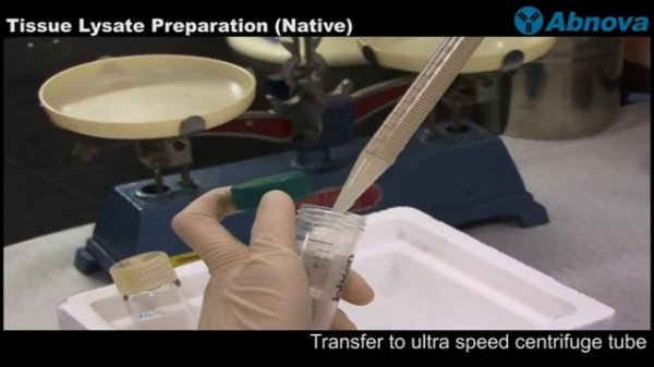 Tissue Lysate Preparation (Native)
