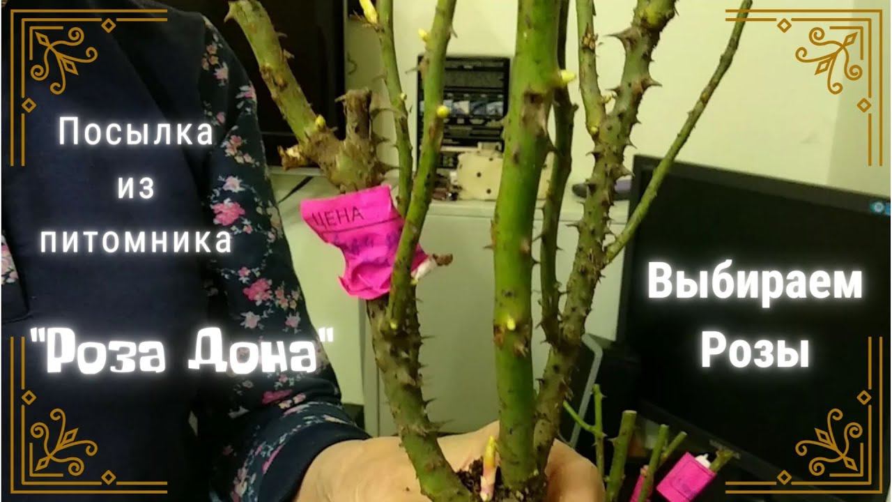 Розы. Лучшие саженцы сезона! смотреть онлайн