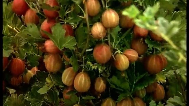 Сорта крыжовника смотреть онлайн
