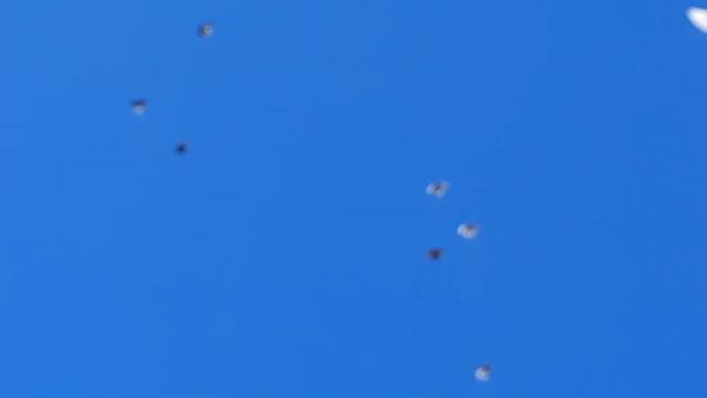 Голуби Виктора с Яркое поле. 15.03.2021г.Пара крымаков(мурые)отлетала больше часа.т. +79787375894 смотреть онлайн