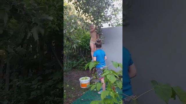 Лето#Дача# Дети яблоки собирают#Угар смотреть онлайн