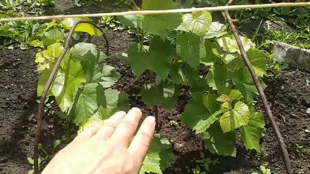 Виноград не растёт. Кузбасс. Сибирь. смотреть онлайн