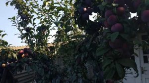 Гибрид алычи и сливы " Анжелино".