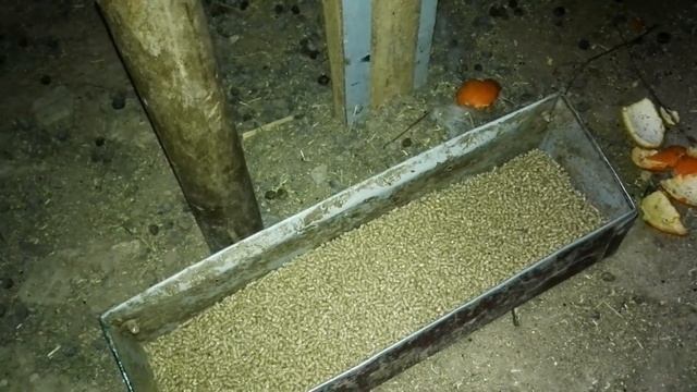 Кормление кроликов.чем кормить?Как кормить?