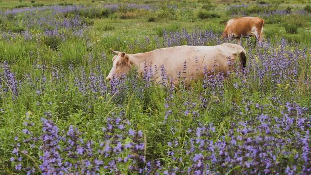 Серия фотографии "Цветущая Нижняя Тёя" (хак. Индеркi Тӧӧ) смотреть онлайн