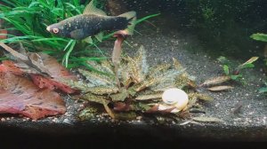 Цветение криптокорины Нура без CO2 (Cryptocoryne nurii Rosen Maiden) Flowering