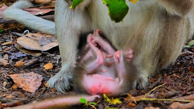 The Best Video Clip Today Shows How Strongly A Baby Struggles To Grab Monkey Button To Eat Mango.
