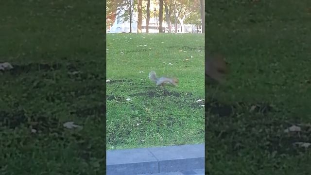 What is it ??montreal canada смотреть онлайн
