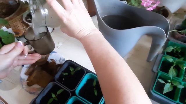 Бесплатная подкормка. Свекровь пытается узнать рецепт. Делюсь народной подкормкой с зрителями. смотреть онлайн