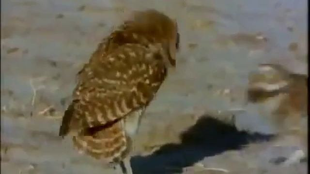 Частная жизнь животных Самые смешные спаривания Funny animals смотреть онлайн