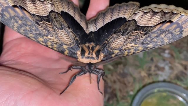 The Hungry Owl Moths - Brahmaea certhia (Sino-Korean owl moth) 광덕산 왕물결나방 смотреть онлайн
