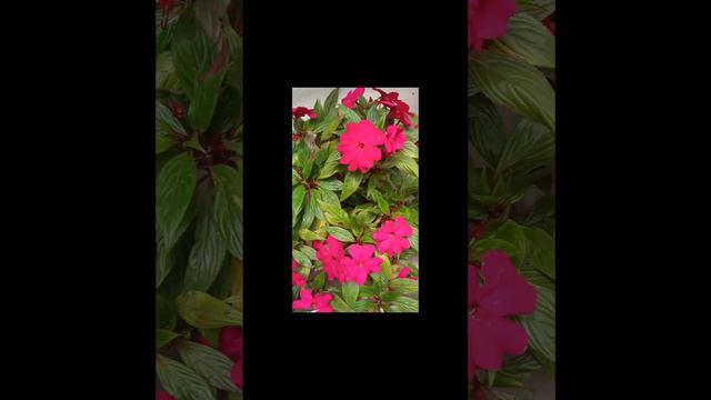 #short Impatiens walleriana o besitos❤️❤️❤️ смотреть онлайн