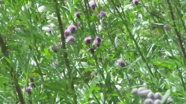 ASMR на русском Как очистить одежду от косметики смотреть онлайн