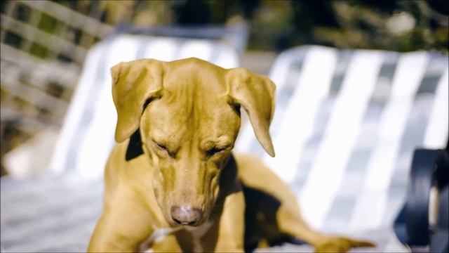 Как лают собаки смотреть онлайн