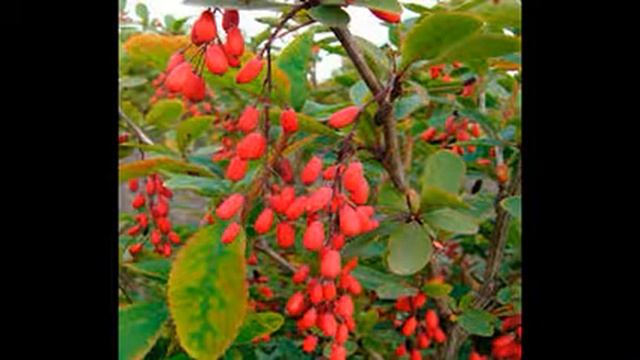 Анимационные Короткометражки