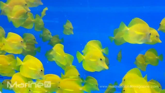 Zebrasoma flavescens - Yellow Tangs смотреть онлайн