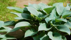 Красивый Дачный Участок. Хосты в Саду.