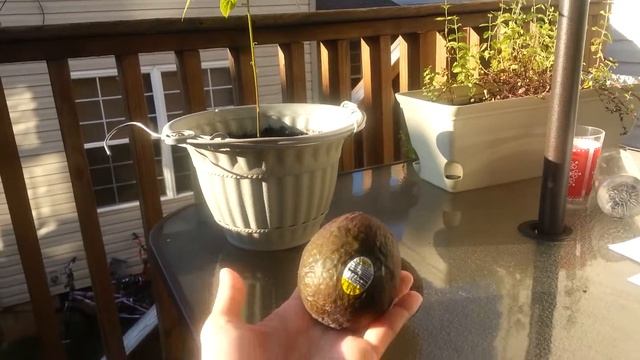Мой сад.Авокадо.Avocado tree. смотреть онлайн