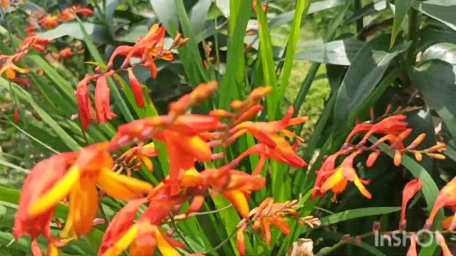 Крокосмия (монтбреция). Условия выращивания, посадка, почва.