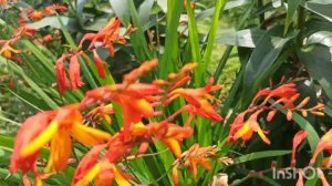 Крокосмия (монтбреция). Условия выращивания, посадка, почва.