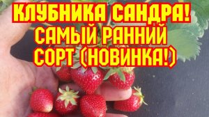НОВИНКА, самый ранний сорт клубники Итальянской селекции САНДРА!