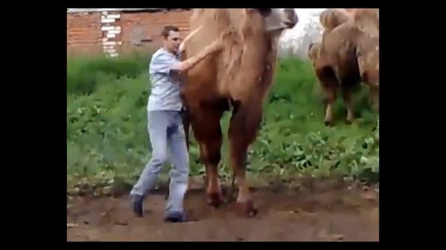 Не злите ВЕРБЛЮДА! смотреть онлайн