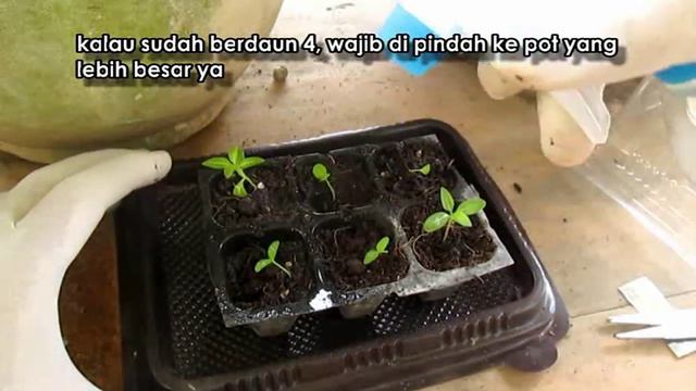 Cara Menyemai Benih Vinca / Tapak Dara смотреть онлайн