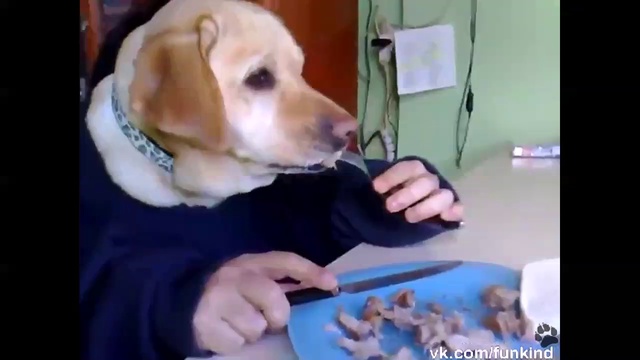 Собака ест руками смотреть онлайн