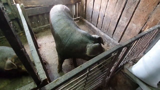 Продажа поросят . крупно белой элитной смотреть онлайн