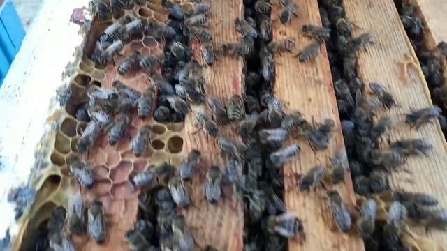 Підготував бджіл до зими. Пасіка. Осінь