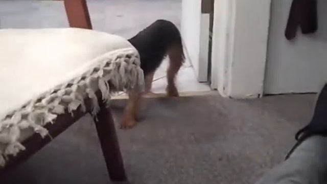 Carrot Quest The Extended Version