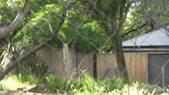 вашингтон зоо 032 смотреть онлайн