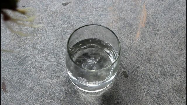 Grow Croton from Leaf in Water - No SOIL Needed! смотреть онлайн