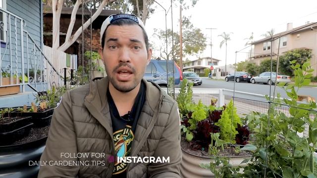 How to Use Eggshells, Banana Peels, and Coffee Grounds in the Garden смотреть онлайн