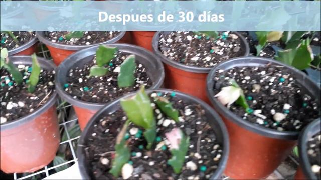 Cactus de Navidad propagación ( Thanksgiving cactus ) смотреть онлайн