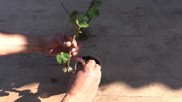 СЕКРЕТЫ УКОРЕНЕНИЯ ВИНОГРАДА / ОТ ЧЕРЕНКА ДО УРОЖАЯ смотреть онлайн