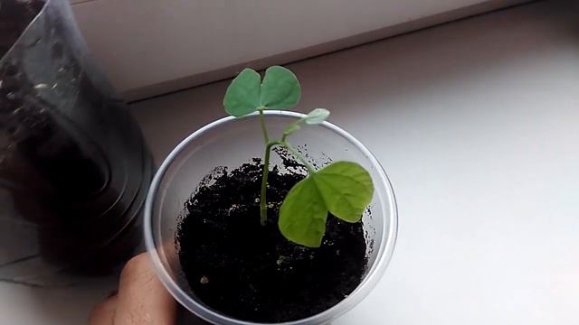 Орхидейное дерево. Шесть дней после всходов. смотреть онлайн