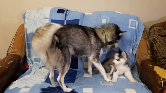 Хаски МАМА воспитывает своих щенков смотреть онлайн