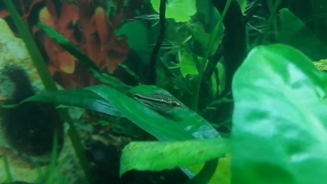 Аква 200 литров. Семья анциструсов, улитки, креветки в общем аквариуме смотреть онлайн