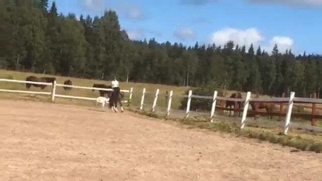 Josefine & Frida Hallgren Med Golden Eye смотреть онлайн