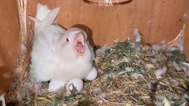 Birds breeding formula | budgies parrots natural breeding formula | Best breeding formula смотреть онлайн