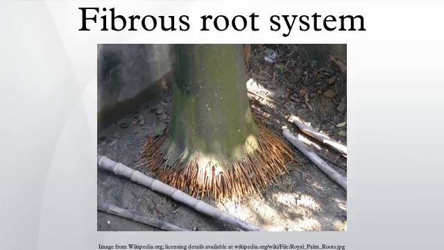 Fibrous root system смотреть онлайн