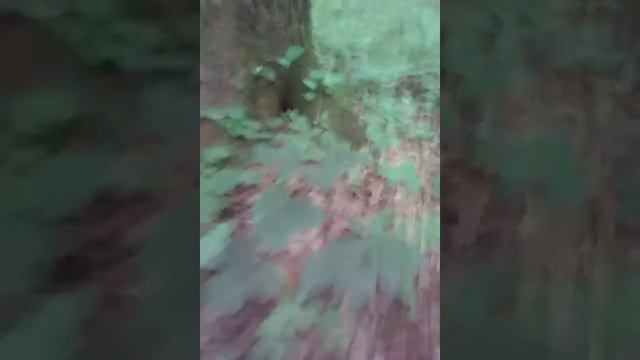 Подберезовики, маховики - 2017г. Адыгея.