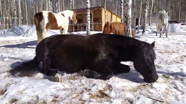 Как спит лошадь? смотреть онлайн