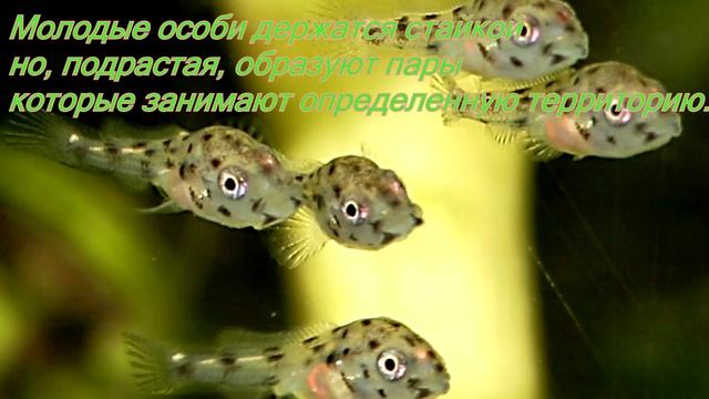 Пельвикахромис пульхер/ Pelvicachromis Pulcheria смотреть онлайн
