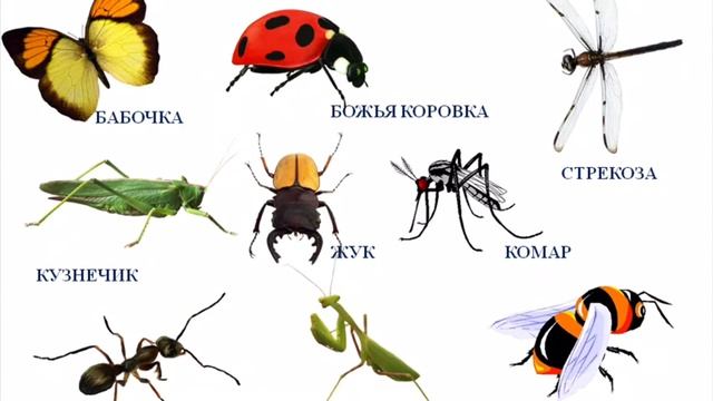 «Насекомые» ( для детей 4-х лет) смотреть онлайн