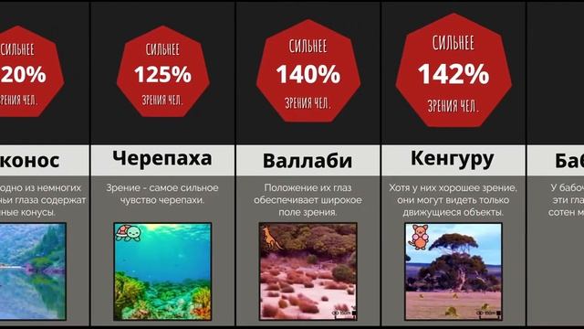 Сравнение: Как видят животные?? смотреть онлайн