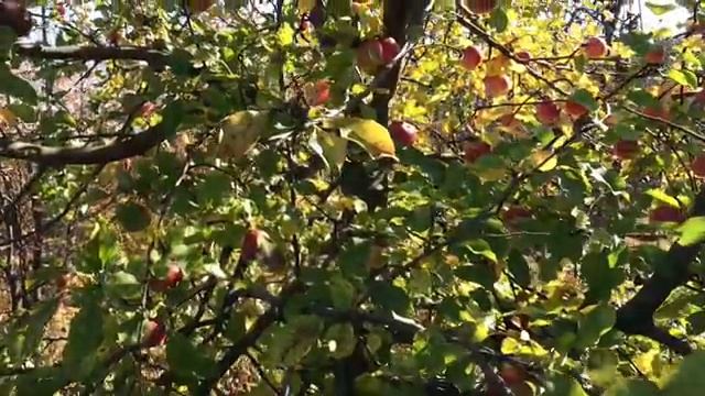 FloridaYalta о Markiza USA и своих мужчинах. Где Роберт? Обзор стрима. ФлоридаЯлта Маркиза USA